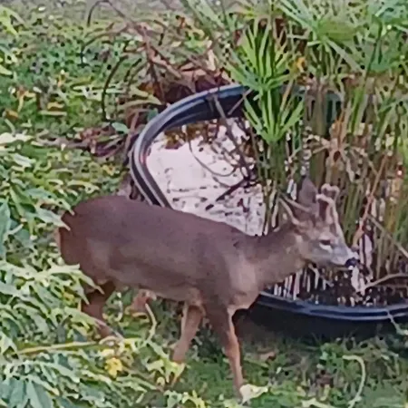 La Chaussee D'olivet En Mayenne 3* Olivet (Mayenne)