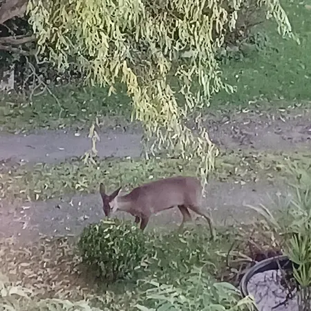 La Chaussee D'olivet En Mayenne Olivet (Mayenne)
