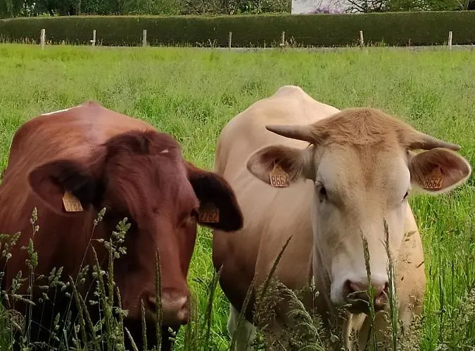 Bed & Breakfast La Chaussee D'olivet En Mayenne Olivet (Mayenne)