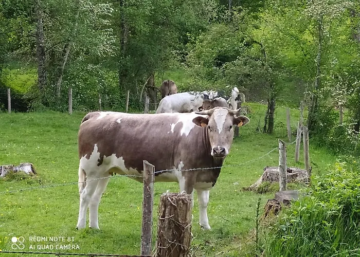 La Chaussee D'olivet En Mayenne Olivet (Mayenne)
