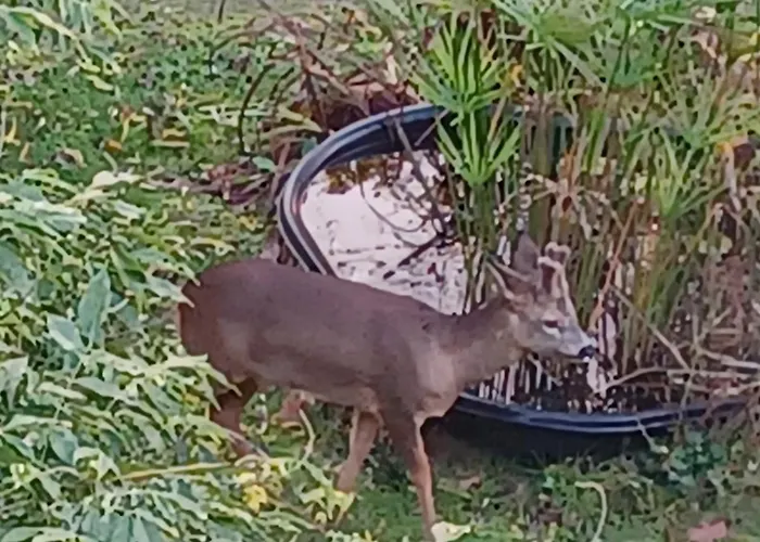 La Chaussee D'olivet En Mayenne 3* Olivet (Mayenne)