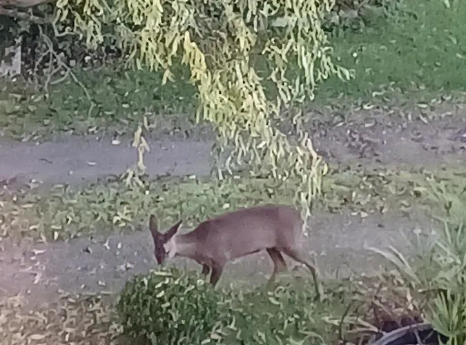 La Chaussee D'olivet En Mayenne Olivet (Mayenne)